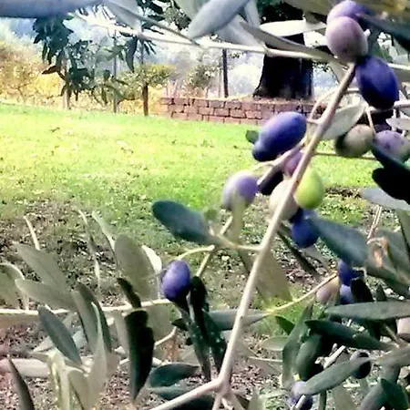 Le Querce Antiche